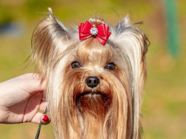 Köpek cinsi Yorkshire teriyeri metresinin yanında.