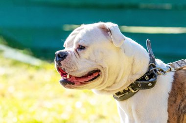 Köpek cins Amerikan Bulldog 'u, güneşli havalarda tasma takar. Bir köpeğin portresi