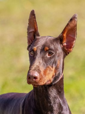 Kahverengi Doberman köpeği, açık kulaklı, güneşli havalarda arka planda bulanık kulaklı.