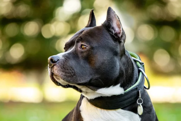 Porträtt Amstaff Dog American Staffordshire Terrier Närbild Utomhus — Stockfoto