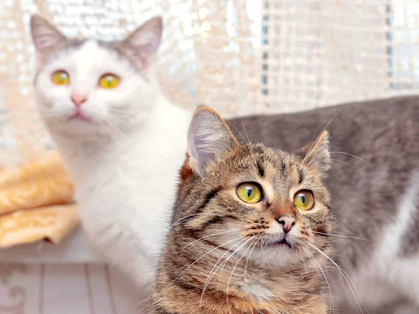 Dois Gatos Bonitos Uma Sala Com Olhares Atentos — Fotografia de Stock