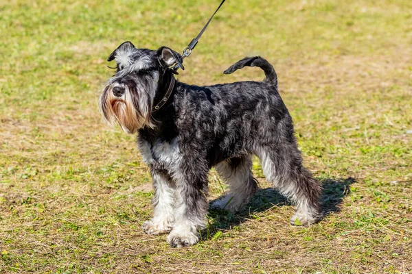 Kudłaty Pies Rasy Miniaturowy Sznaucer Parku Trawie Słonecznej Pogodzie — Zdjęcie stockowe