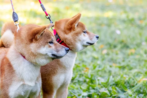 Dwa Psy Hodują Shiba Inu Parku Smyczy — Zdjęcie stockowe
