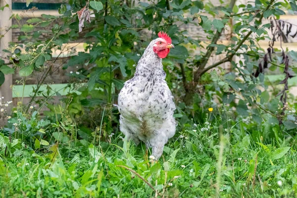 Vit Prickig Kyckling Trädgården Bland Det Gröna Gräset Uppfödning Kycklingar — Stockfoto