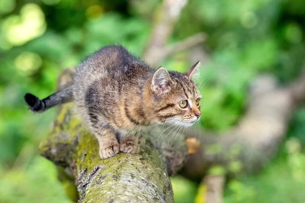 쓰러진 의정원에 줄무늬 고양이 — 스톡 사진