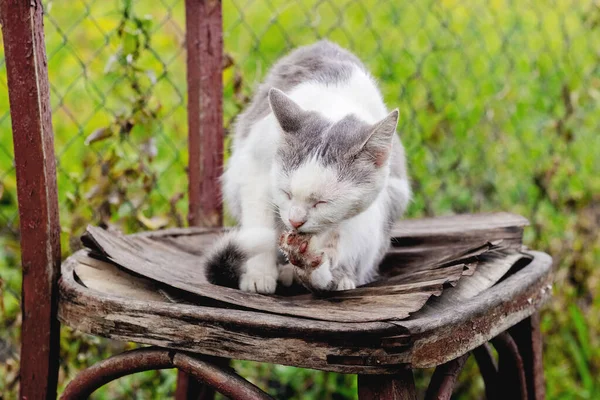 Белая Пятнистая Кошка Старом Стуле Саду Умывается — стоковое фото