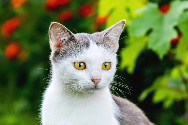 在模糊的背景下 花园里有一只白色斑点猫 — 图库照片