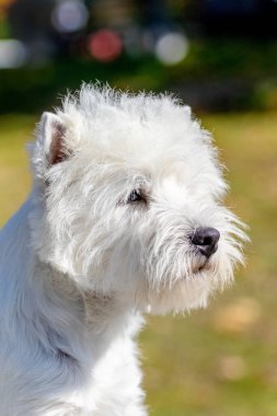 Shaggy dog, Batı Highland beyazını üretir. Güneşli havada parka yakın bir yerde.