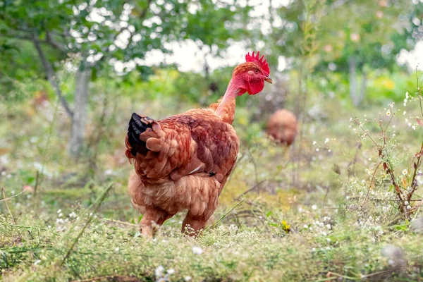 Barna Csirke Kertben Almafa Mellett Csirkék Tenyésztése — Stock Fotó