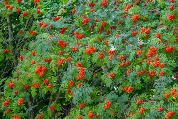 Yazın ağaçta kırmızı yaban mersini