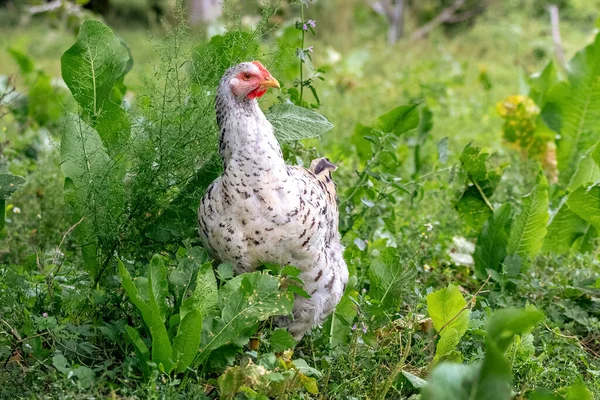 Bahçedeki Yeşil Çimlerin Arasında Beyaz Benekli Tavuk Çiftlikte Tavuk Yetiştiriyor — Stok fotoğraf