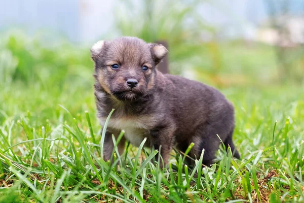 Bahçedeki Küçük Köpek Yavrusu Yeşil Çimlerin Üzerinde — Stok fotoğraf