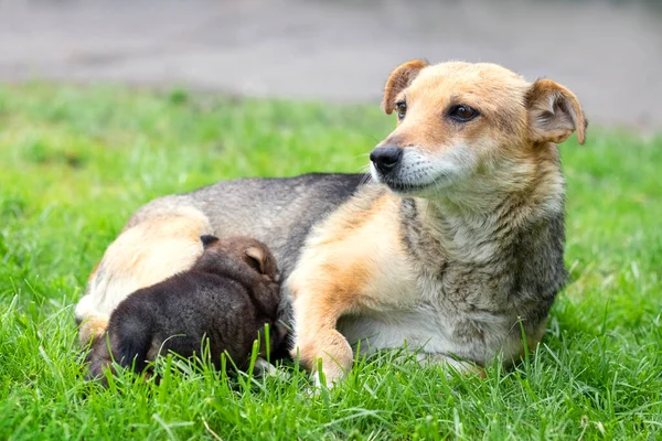 犬は芝生の上の庭で彼の小さな子犬を養う — ストック写真