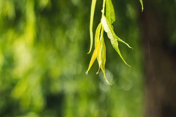 Wet willow branch with green leaves in the rain