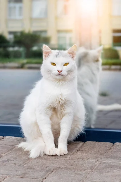 Білий Кіт Сидить Біля Вікна Магазину — стокове фото
