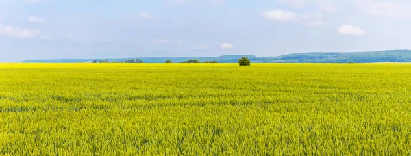Wide Field Young Green Wheat Growing Wheat — Stock Photo, Image