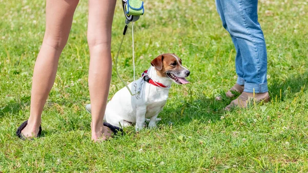 Hund Züchtet Park Bei Spaziergang Einen Pastor Russell Terrier Der — Stockfoto