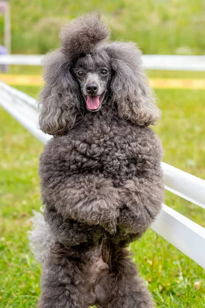 Caniche Peludo Gris Cerca Pie Las Patas Traseras Parque Mientras — Foto de Stock