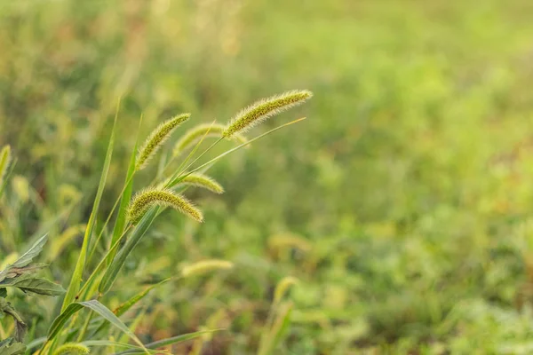 Letnie Tło Zieloną Trawą Kolcami Trawy — Zdjęcie stockowe