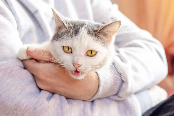 White Spotted Cat Meows Hands Hostess — Stock Photo, Image