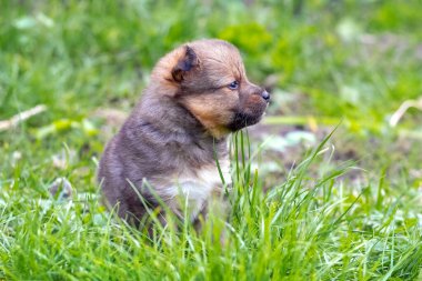 Bahçede çimenlerde oturan küçük şirin köpek yavrusu.