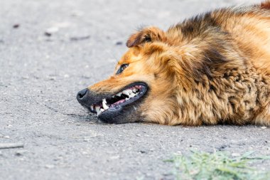 Bir köpek yerde ağzı açık yatar ve aşırı sıcaktan acı çeker.