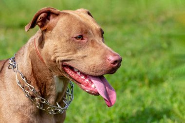 Amerikan Pitbull Terrier, arka planda saldırgan bir köpeğin yakın plan portresi.
