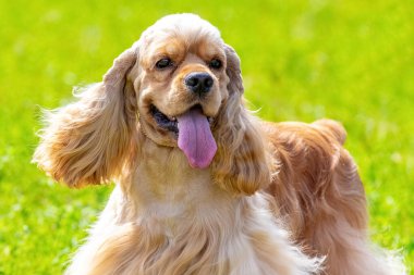 Cocker spaniel köpek, güneşli havalarda yeşil çimlerin arka planına yaklaşır.