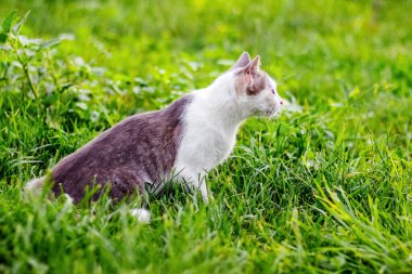 Genç ve güzel bir kedi çimlerin üzerinde oturmuş dikkatle bir şeye bakıyor.