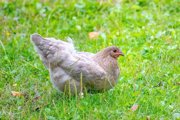 在花园里绿草丛中 灰斑斑的小鸡在农场里繁育着小鸡 — 图库照片