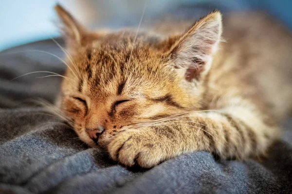 Small Brown Kitten Closed Eyes Close Kitten Sleeping — Stock Photo, Image