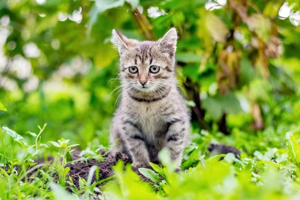 Small Striped Kitten Sitting Garden Background Greenery — Stock Photo, Image