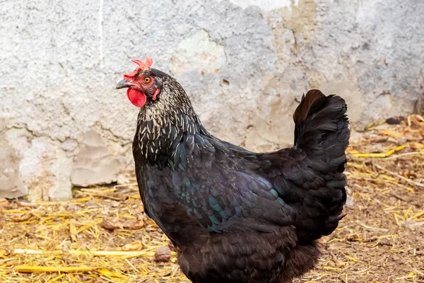 Fekete Csirke Farmon Csirkék Tenyésztése — Stock Fotó