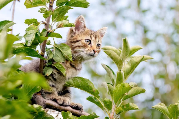 위높은 줄무늬 고양이 — 스톡 사진