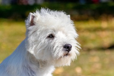 Batı Highland beyaz teriyeri bulanık bir arka planda ürer. Bir köpeğin portresi