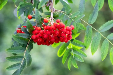 Kırmızı yaban mersini ağaçta, yakından.