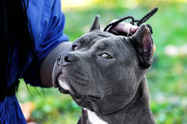 Perro Negro Raza Amstaff Cerca Amante Mujer Acariciando Perro —  Fotos de Stock