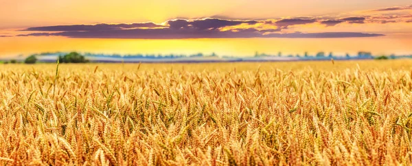 Wheat Field Ripening Harvest Sunset Panorama — Stock Photo, Image