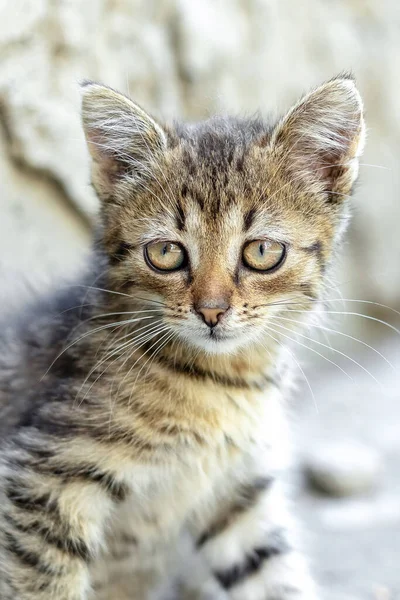 Gri Arka Planda Küçük Çizgili Kedi Yavrusu — Stok fotoğraf
