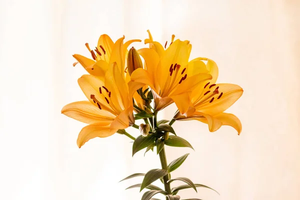 Orange Lilies Light Background Bouquet Lilies — ストック写真