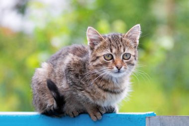 Genç çizgili kedi çitte oturuyor.