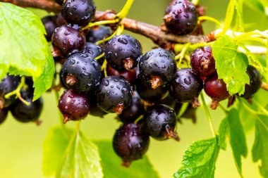 Çalı üzerinde yağmur damlaları olan siyah frenk üzümü. Frenk üzümü hasatı Büyüyen üzümler