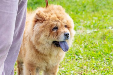 Chow Chow köpeği parkta metresinin yanında yürüyor.