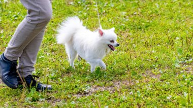 Parkta yürürken metresinin yanında küçük beyaz bir Spitz köpeği.