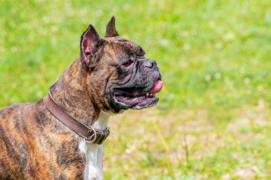 Ustasının yanında tasmalı minyatür bulldog.