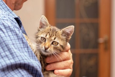 Adam kucağında küçük bir kedi yavrusu tutuyor ve ona sarılıyor.