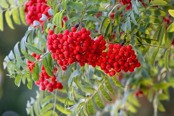 Rote Vogelbeeren Sommer Auf Einem Baum — Stockfoto