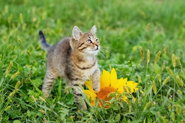 Little cute striped kitten in the garden near the sunflower flower