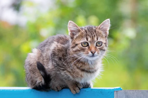 Jonge Gestreepte Kitten Zittend Het Hek — Stockfoto