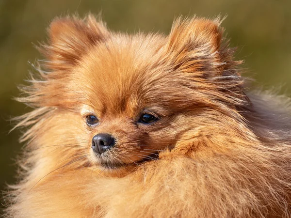 Retrato Cão Spitz Pomerânia Perto — Fotografia de Stock